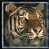 Tigres